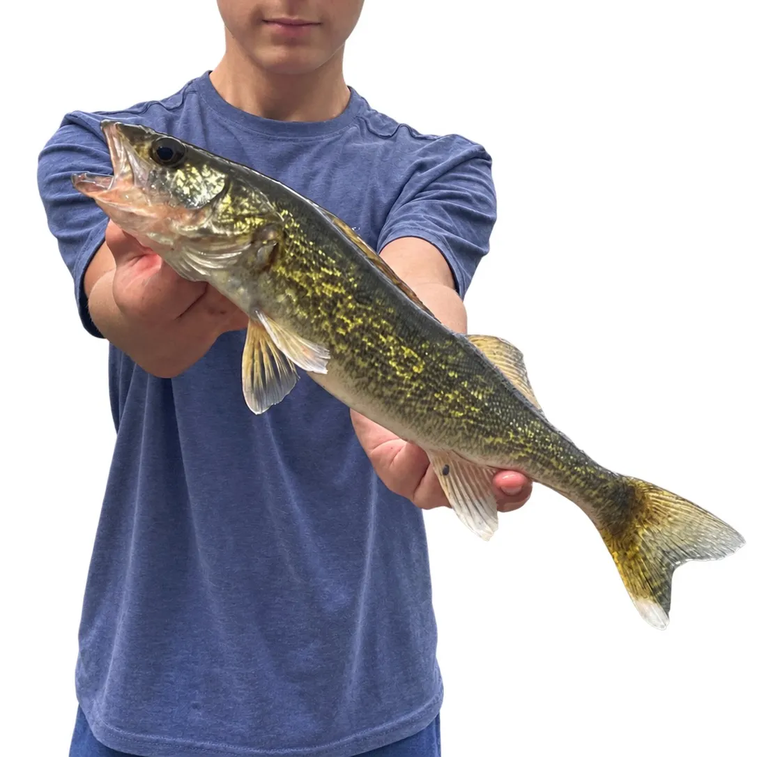 Walleye caught on Fishbrain