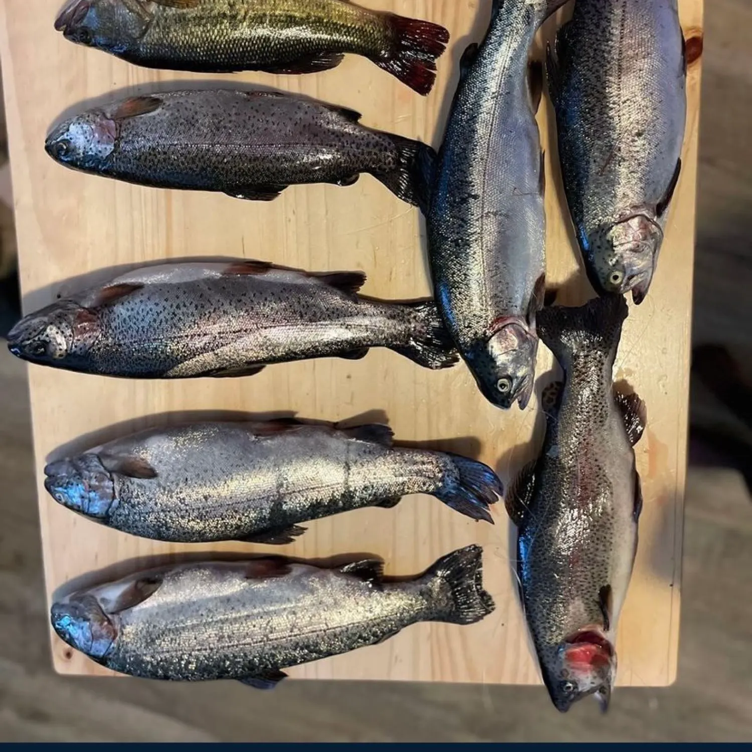 recently logged catches