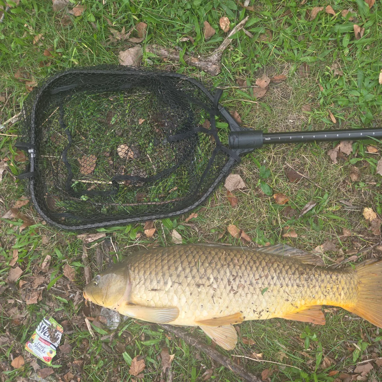 Common carp caught on Fishbrain