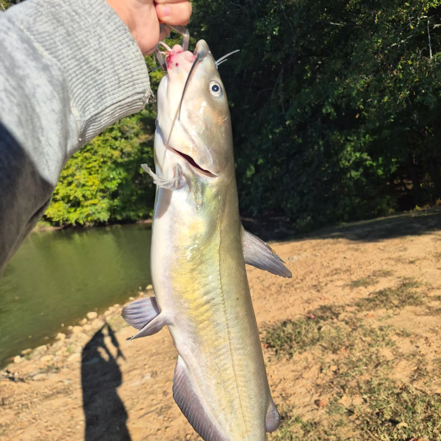 Channel catfish caught on Fishbrain
