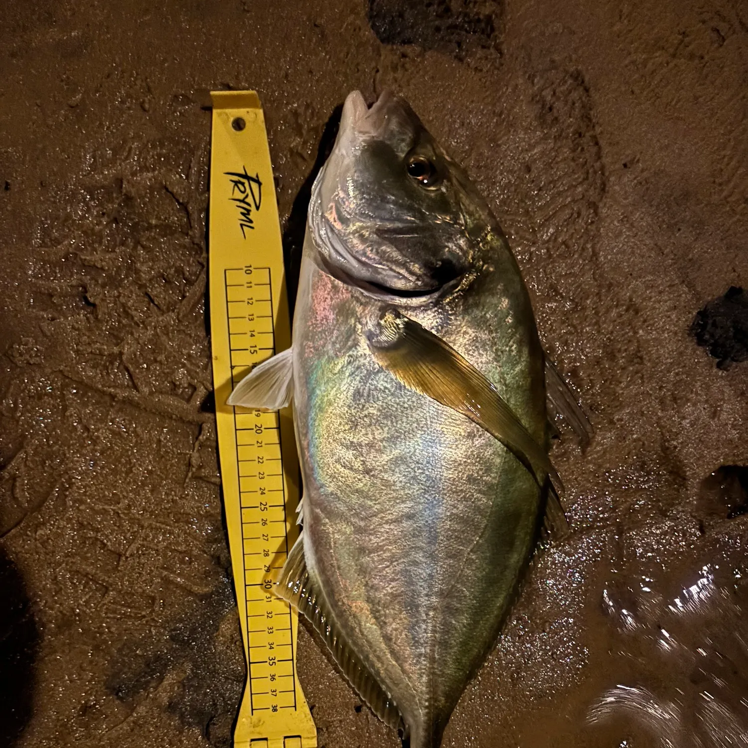 The most recent White trevally catches on Fishbrain
