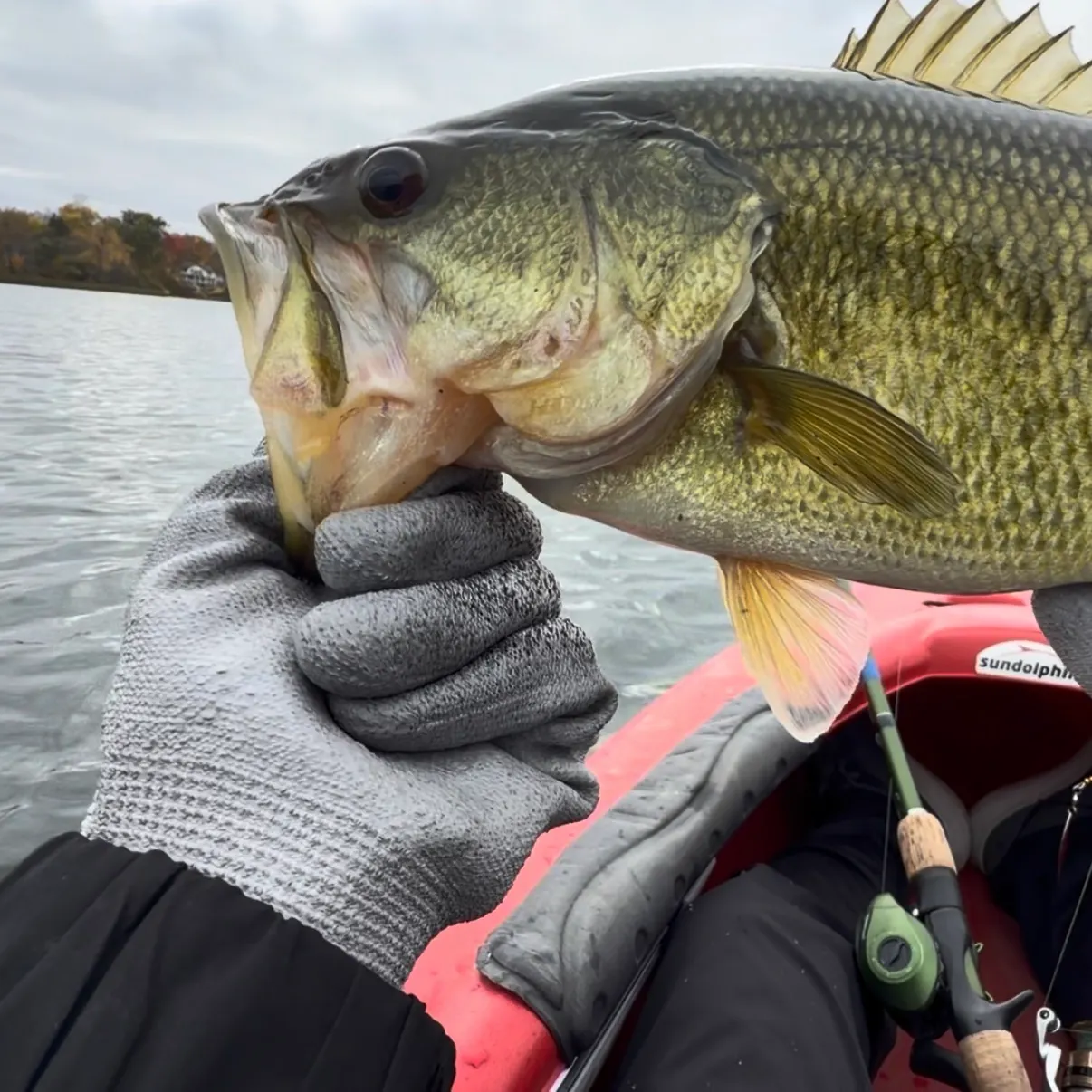 Largemouth bass caught on Fishbrain