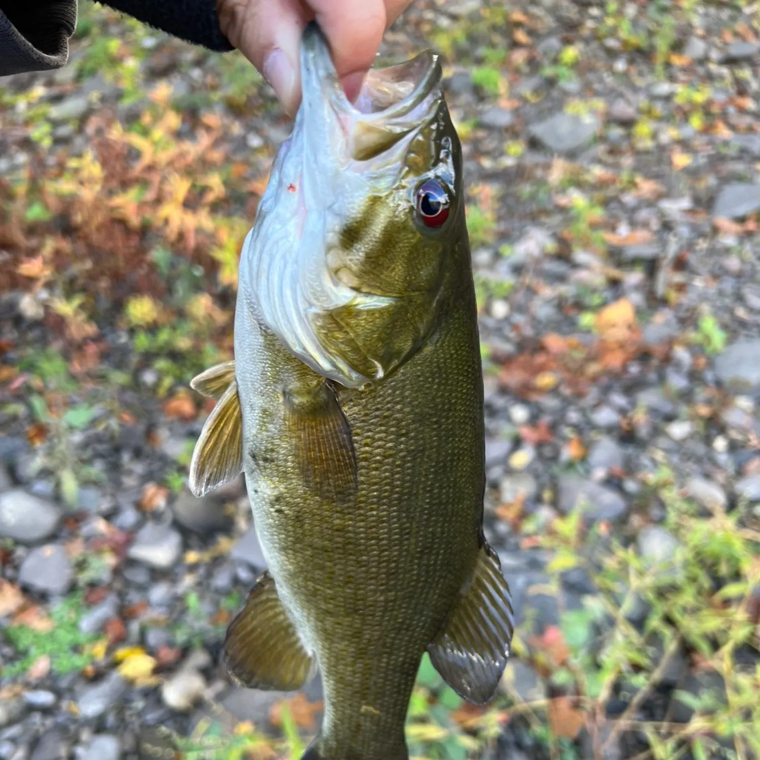 angler catch