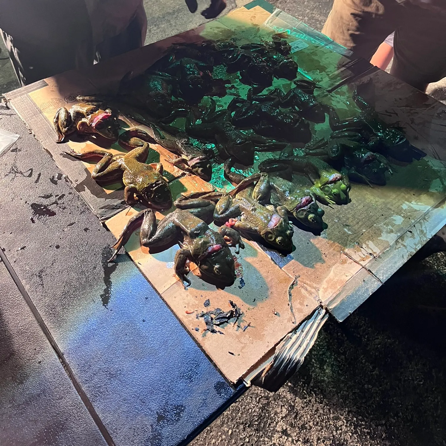 recently logged catches