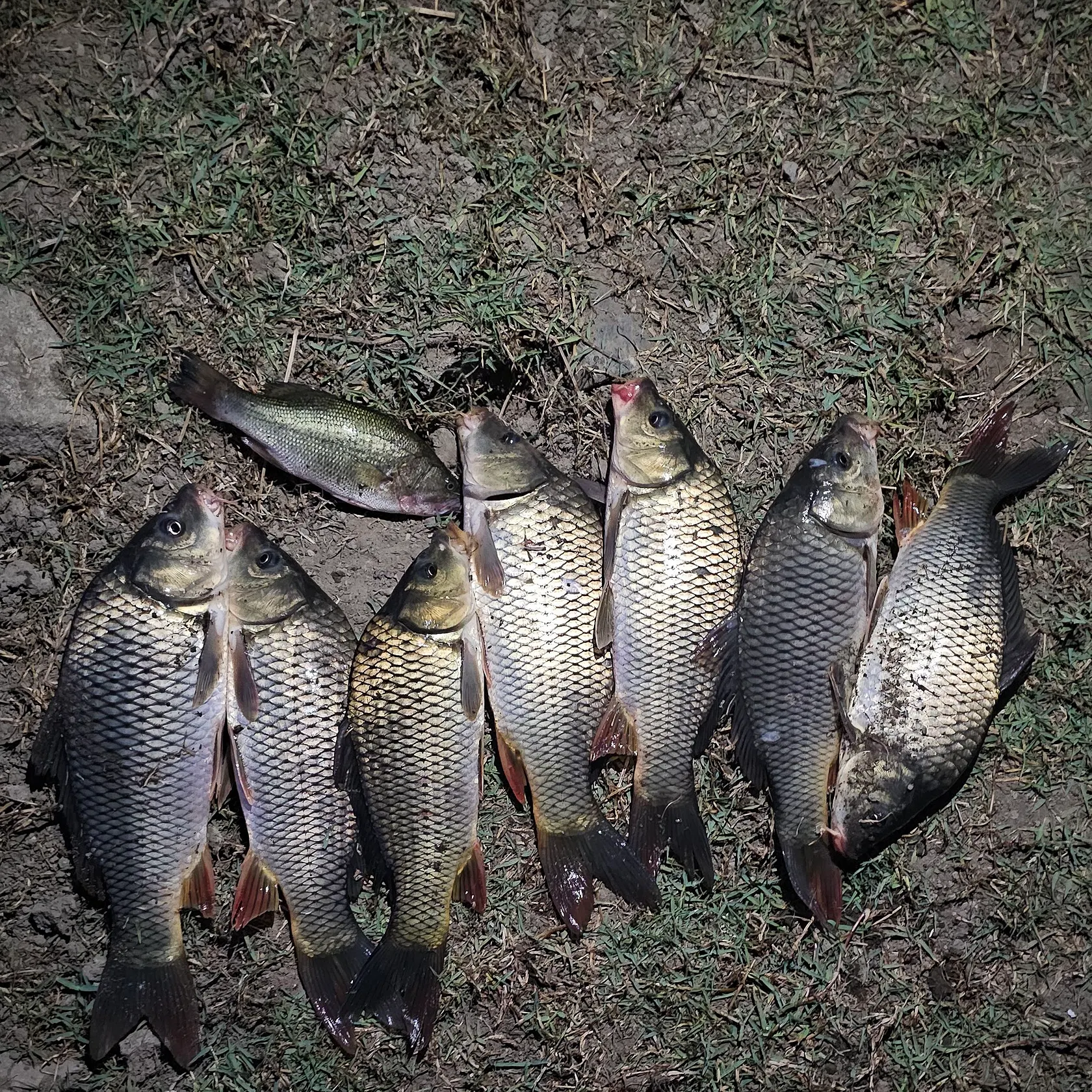 Common carp caught on Fishbrain