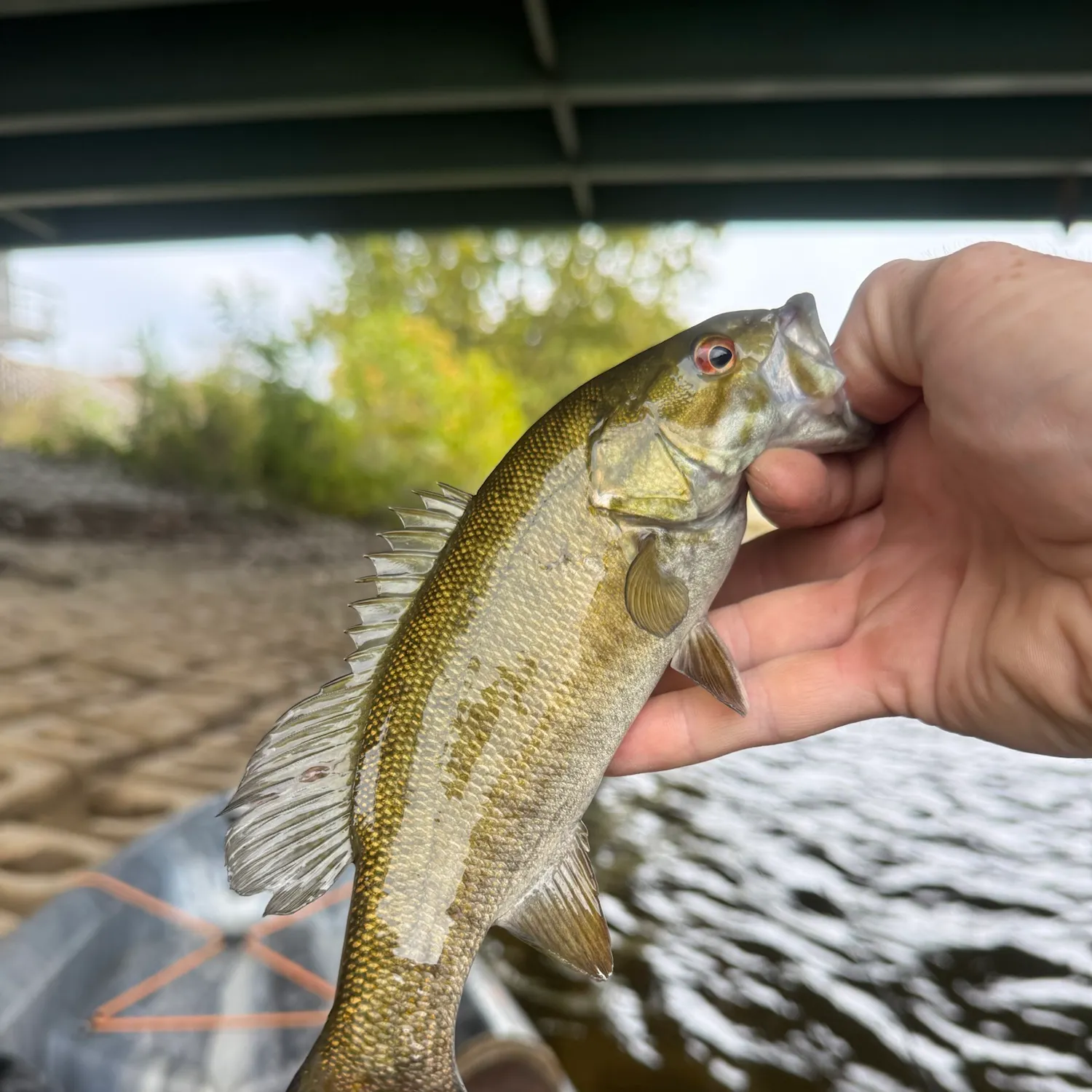 Smallmouth bass caught on Fishbrain
