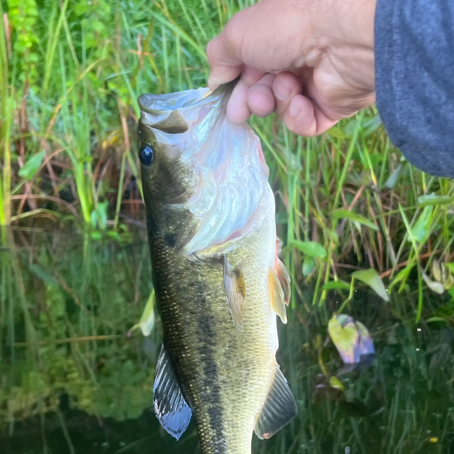 Largemouth bass caught on Fishbrain