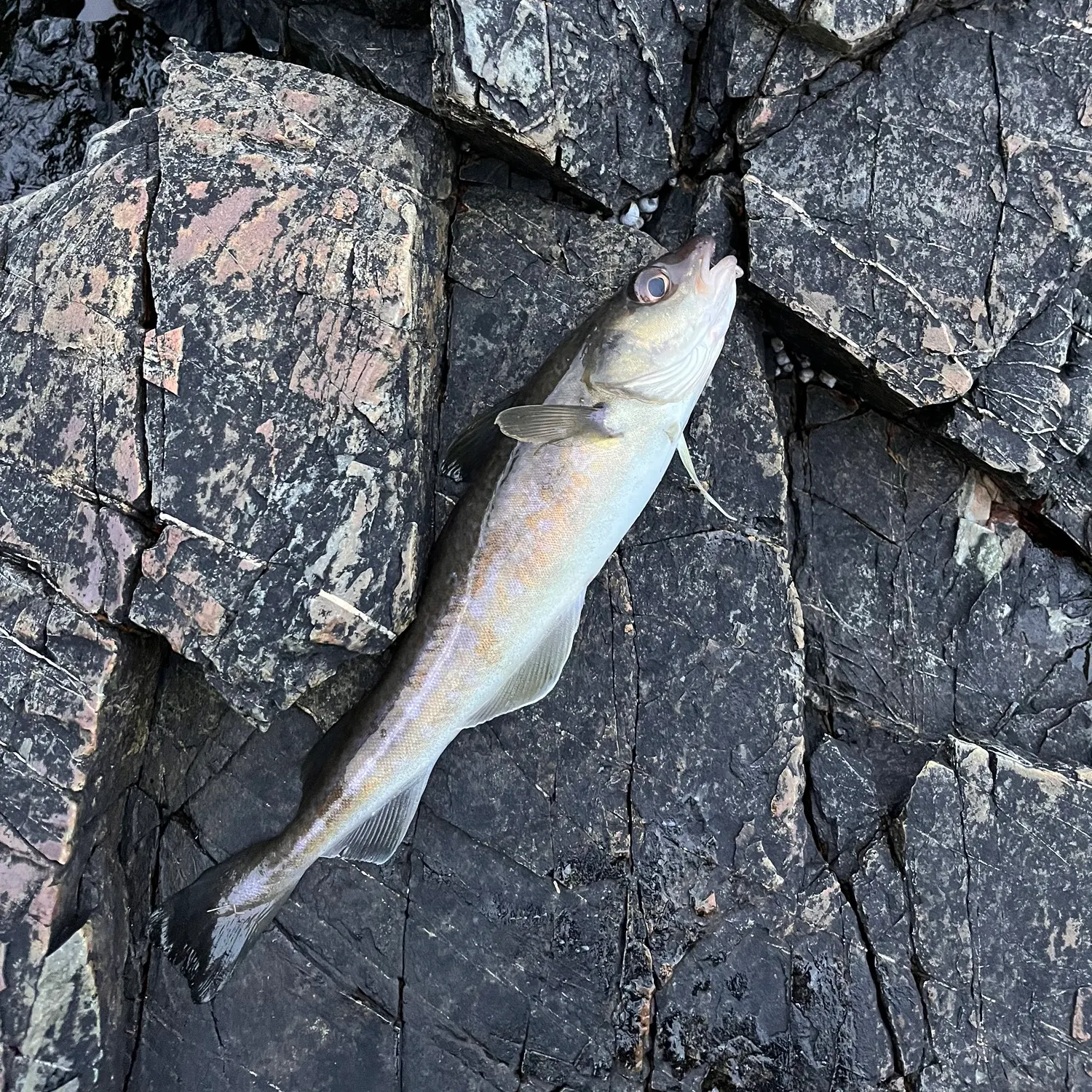 Atlantic cod caught on Fishbrain
