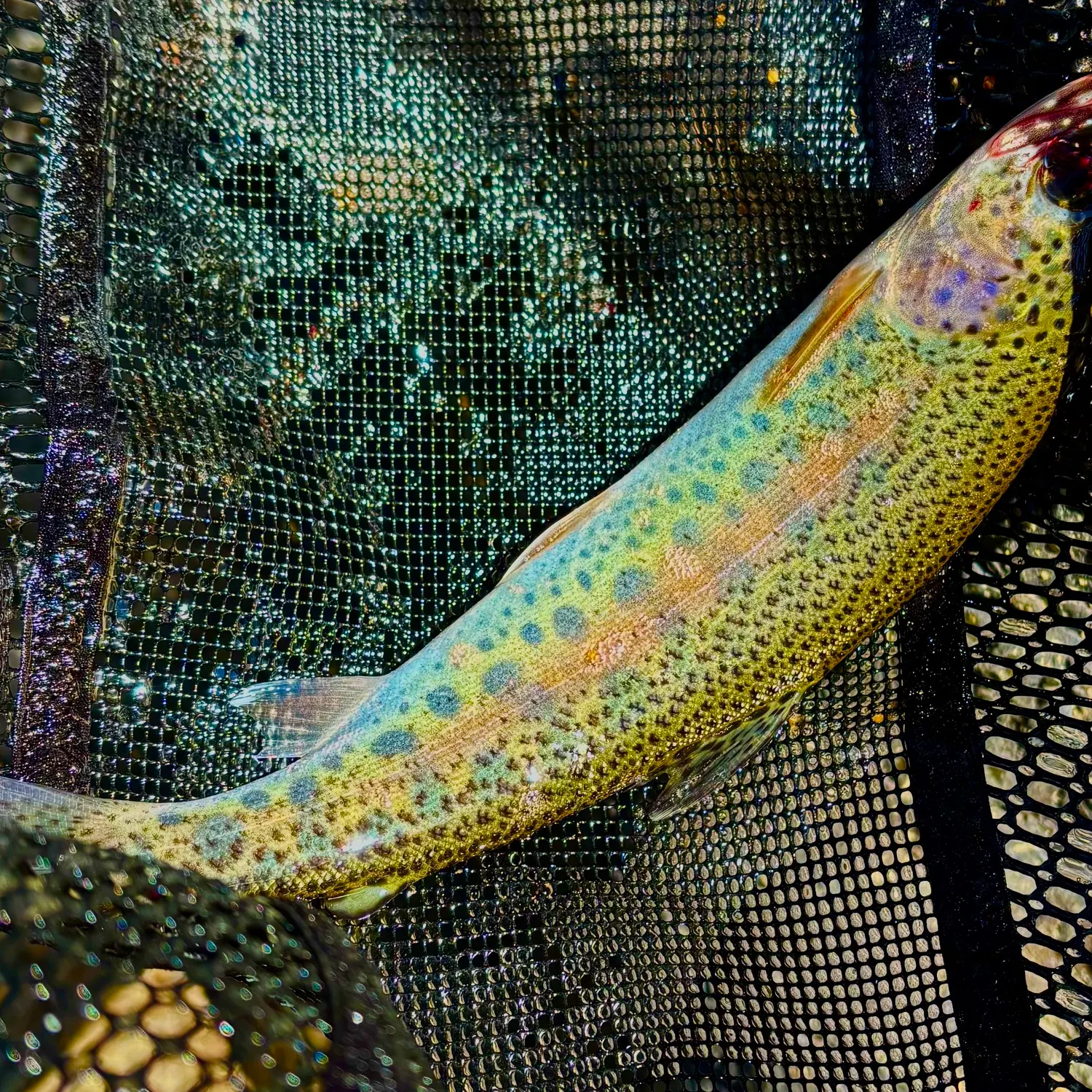 Rainbow trout caught on Fishbrain