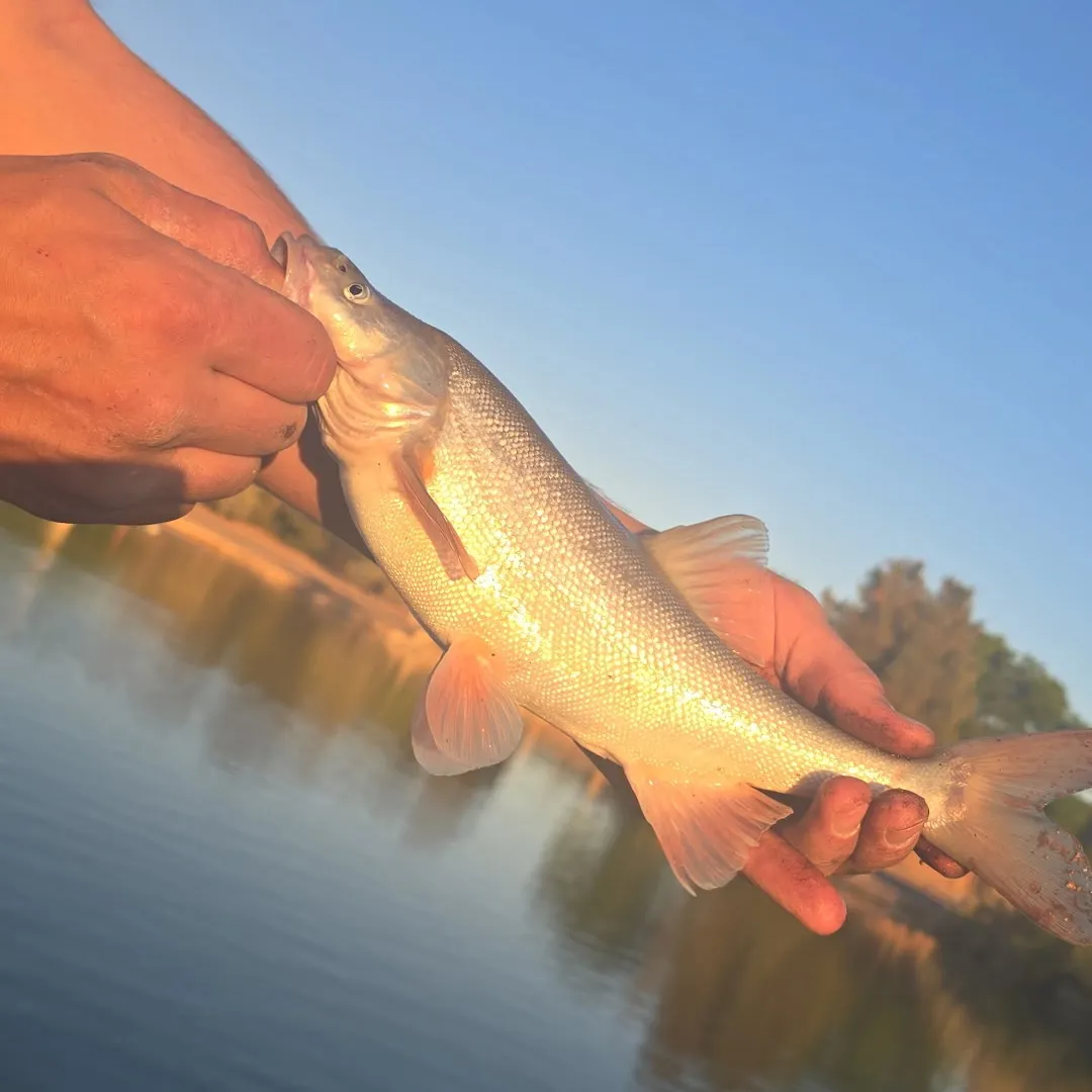 most liked catch image
