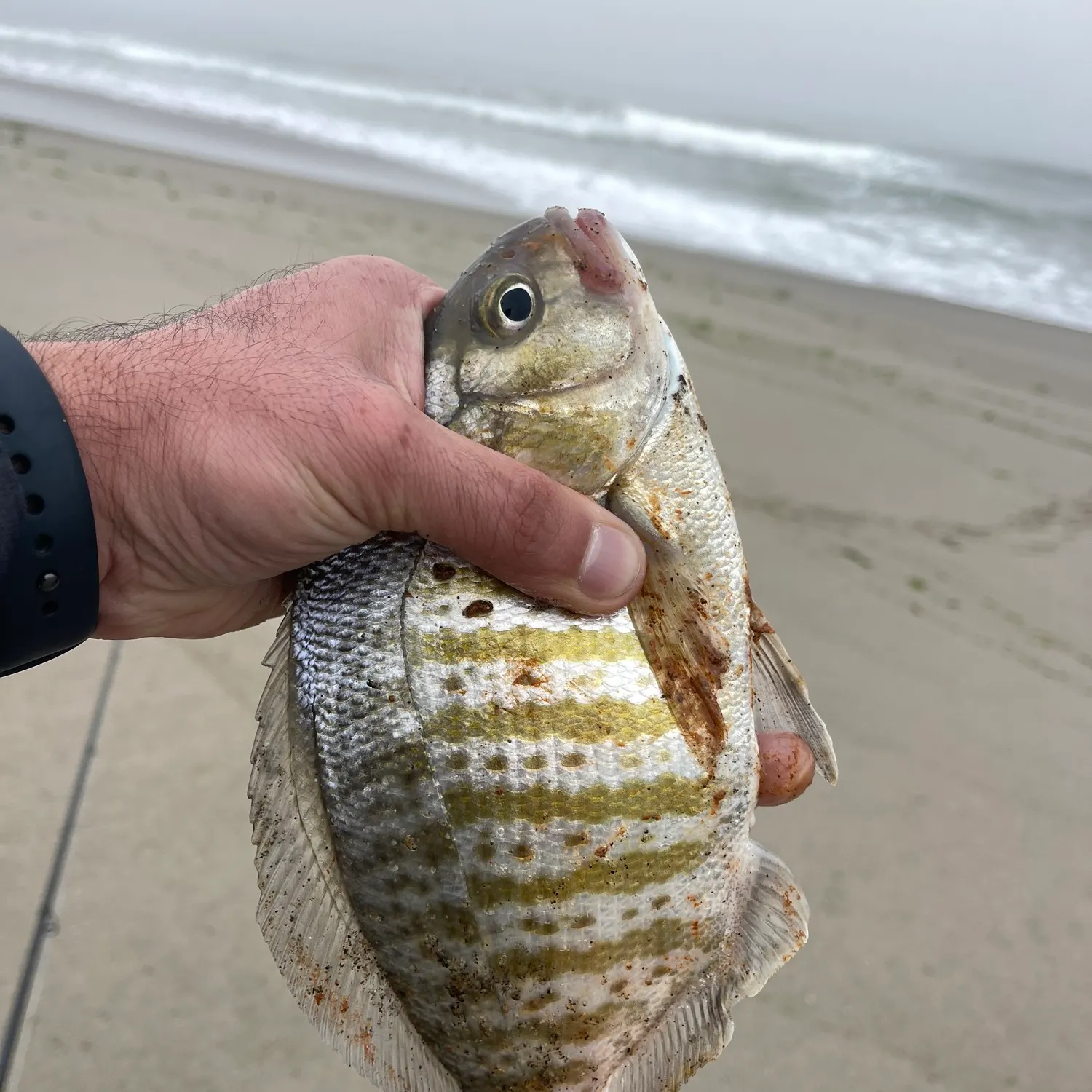 angler catch