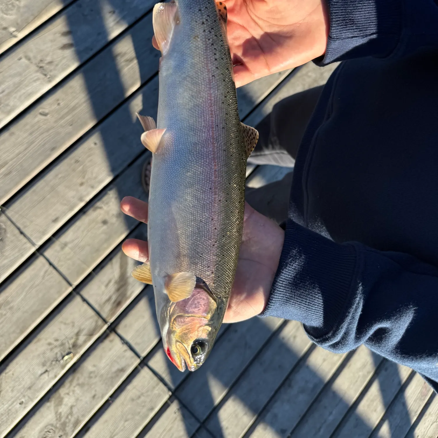 Rainbow trout caught on Fishbrain