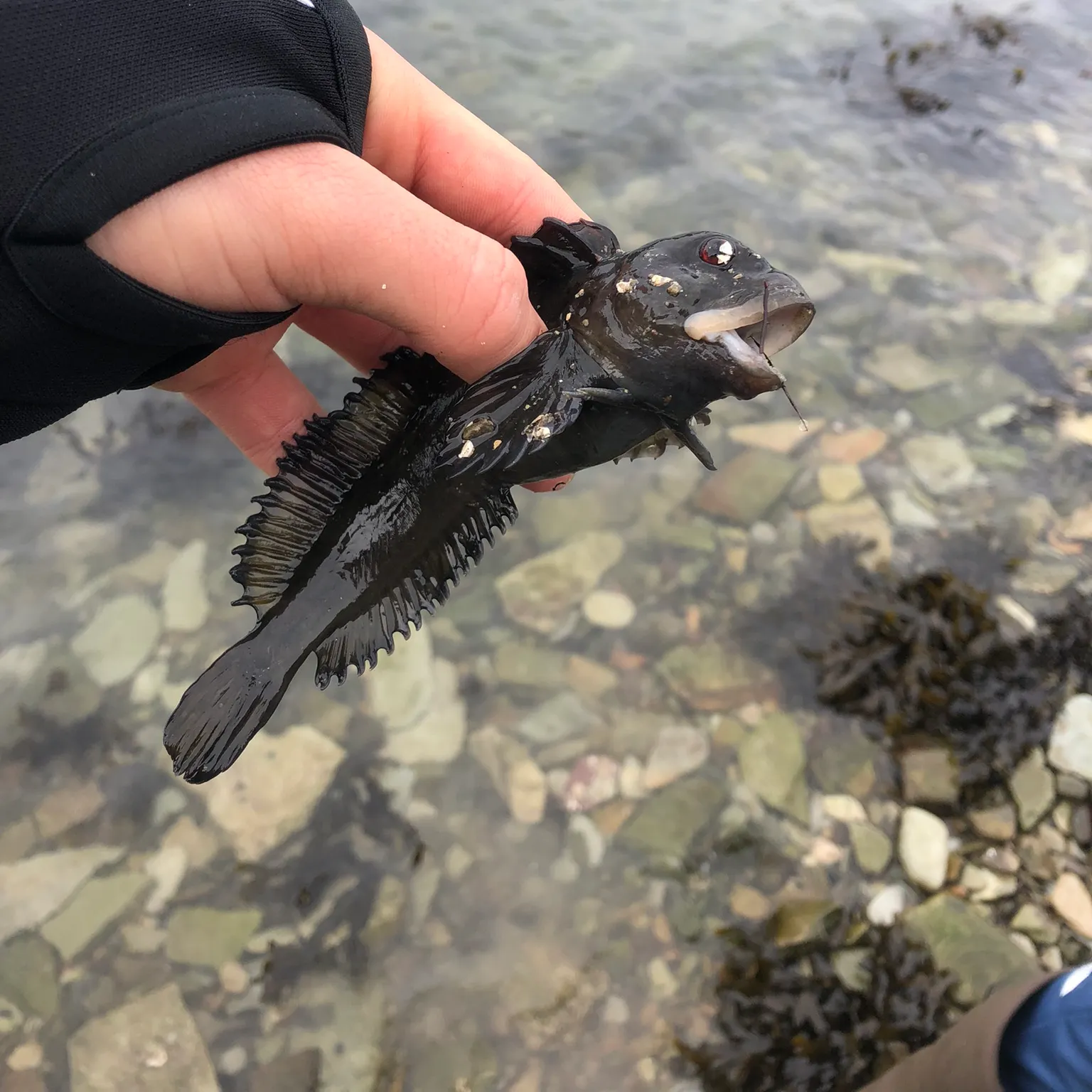 The most popular recent Tompot blenny catch on Fishbrain