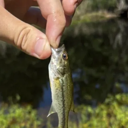 The most recent Atlantic bluefin tuna catches on Fishbrain