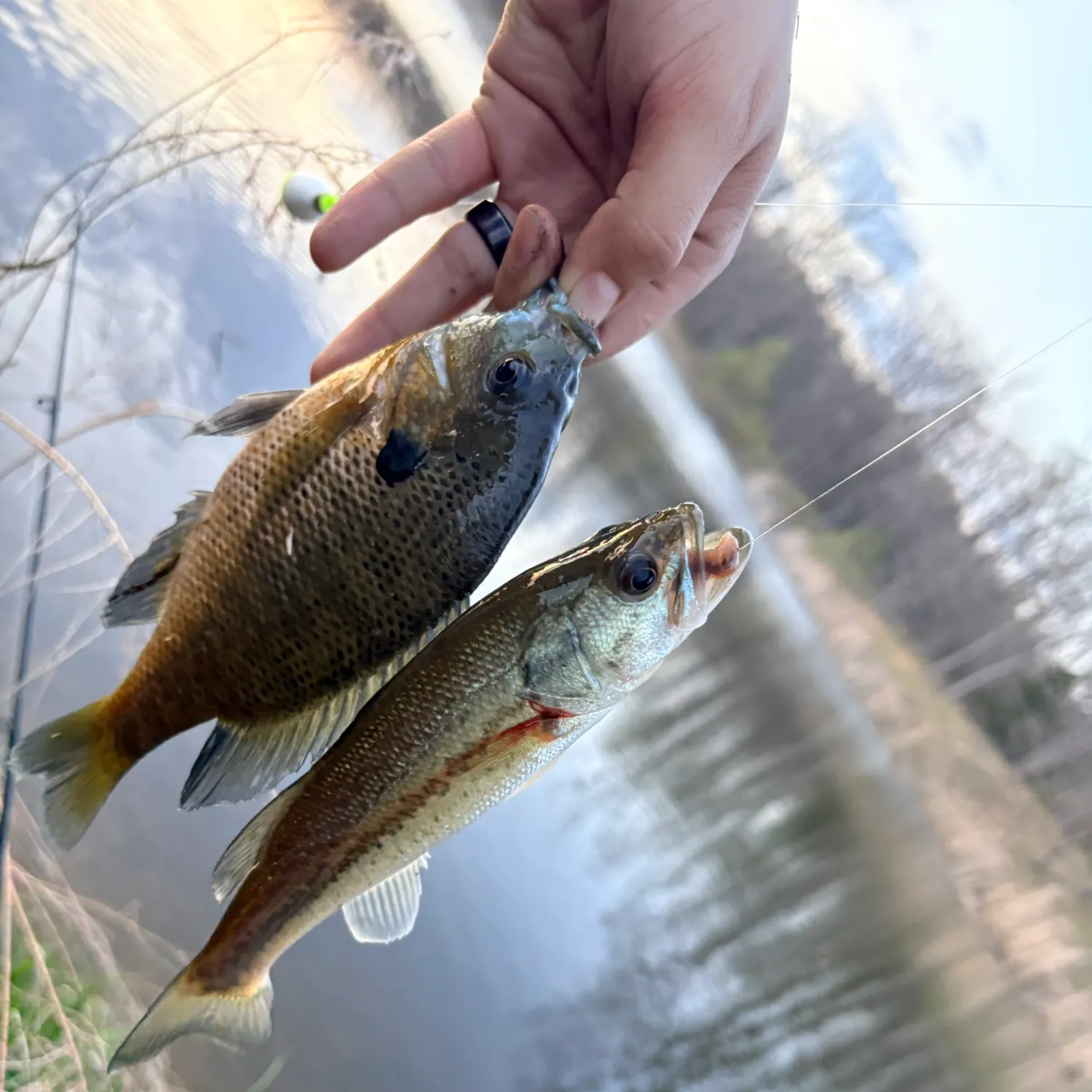 recently logged catches