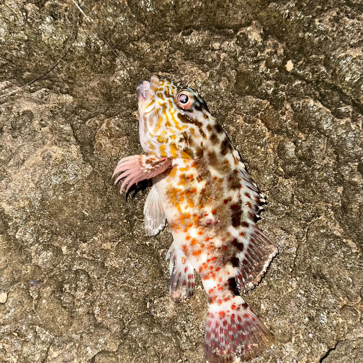 The most recent Stocky hawkfish catches on Fishbrain