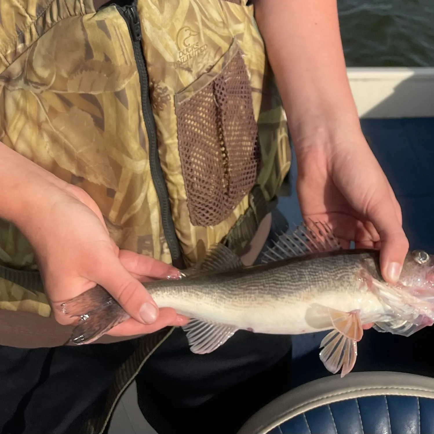 The most recent Sauger catches on Fishbrain