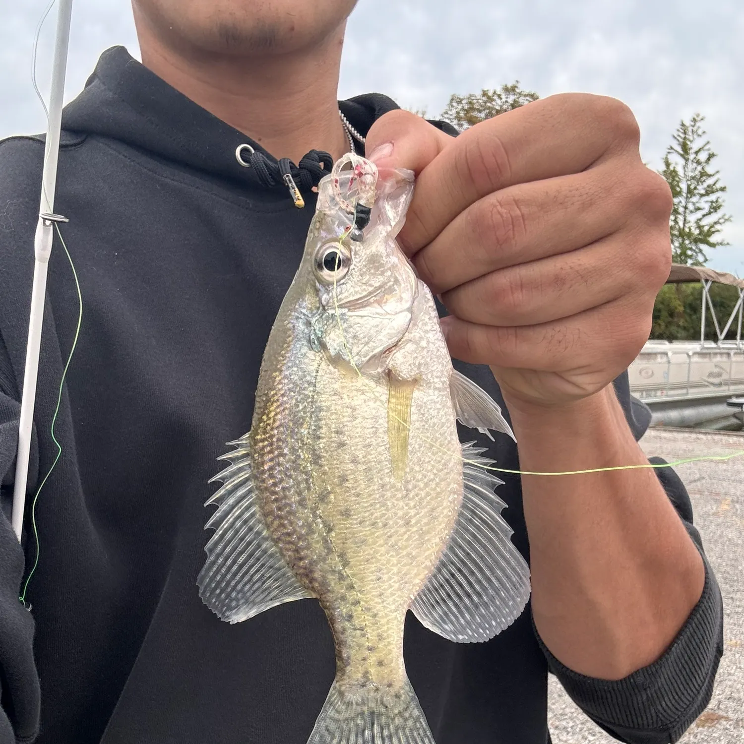 White crappie caught on Fishbrain