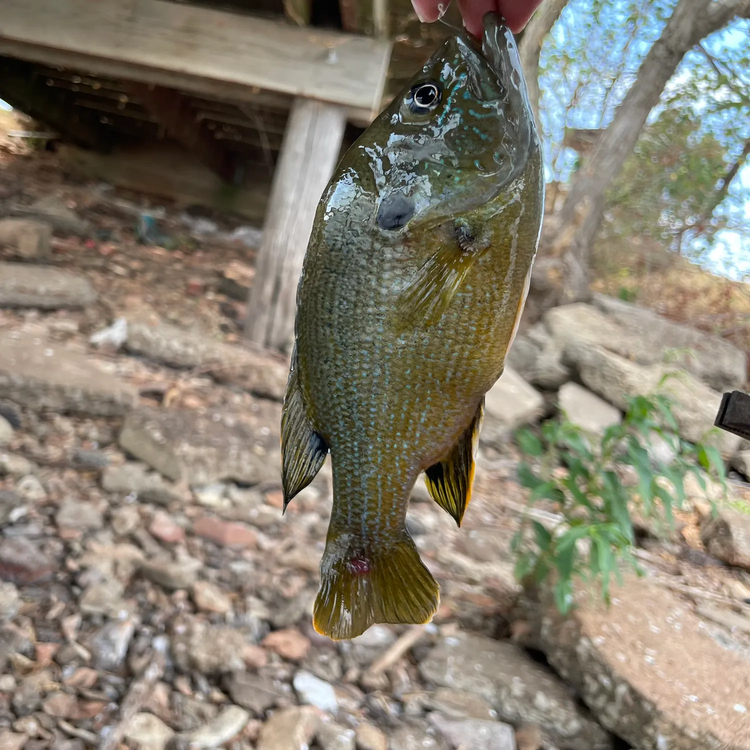 Green sunfish caught on Fishbrain