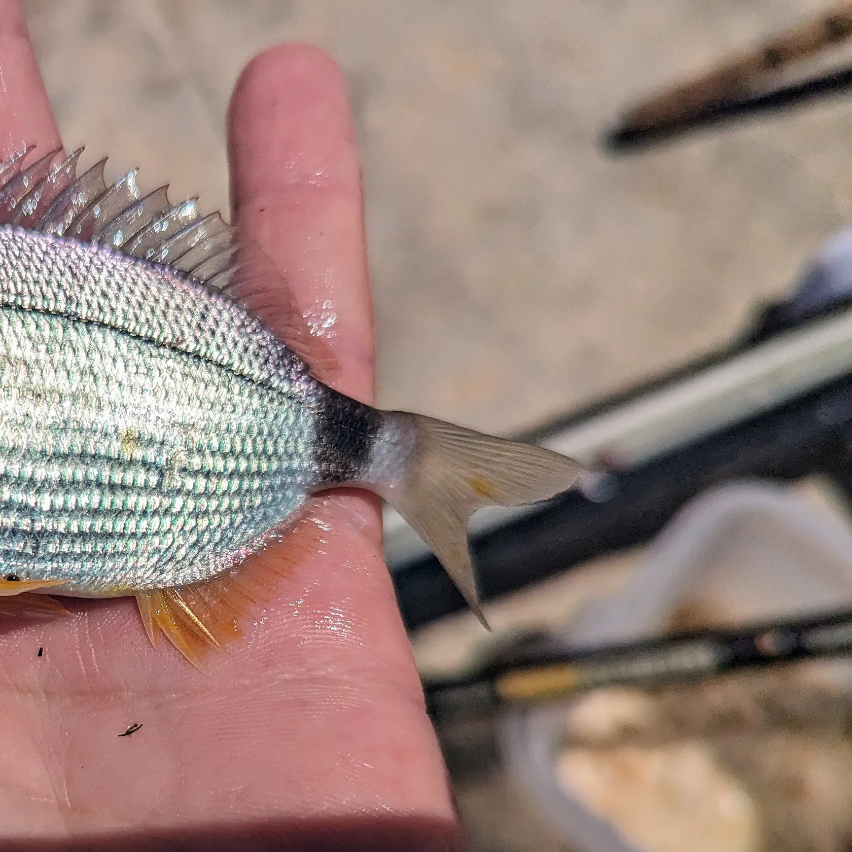 The most recent Cape white seabream catches on Fishbrain