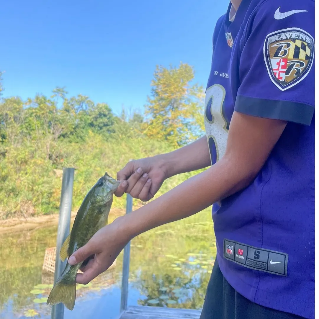 The most recent Guadalupe bass catches on Fishbrain