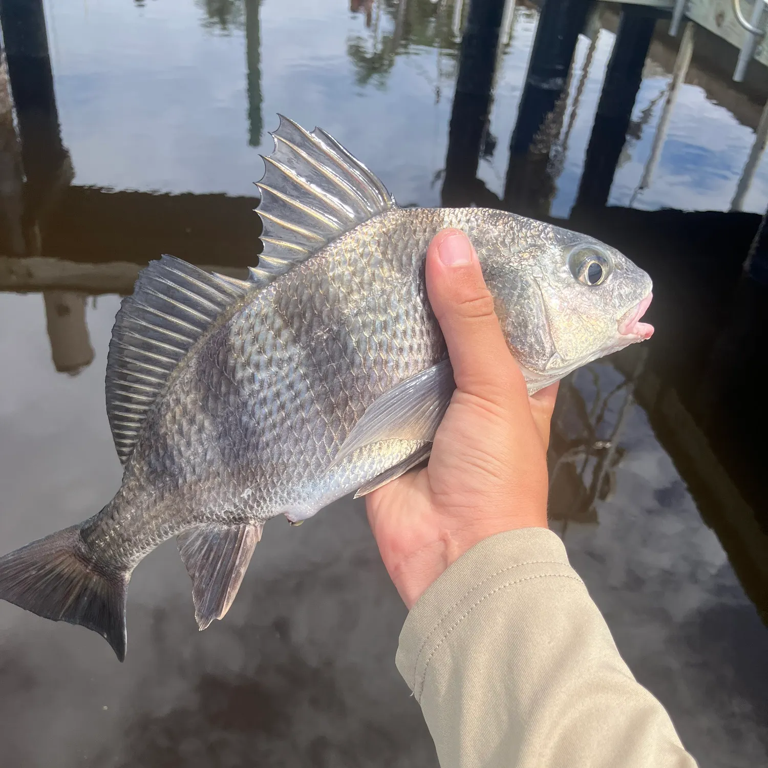 Black drum caught on Fishbrain