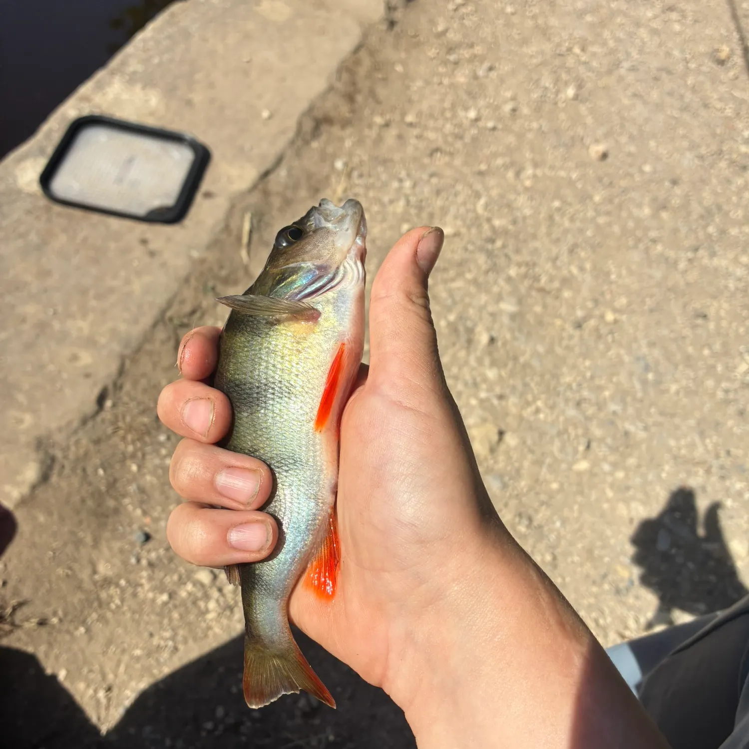 European perch caught on Fishbrain