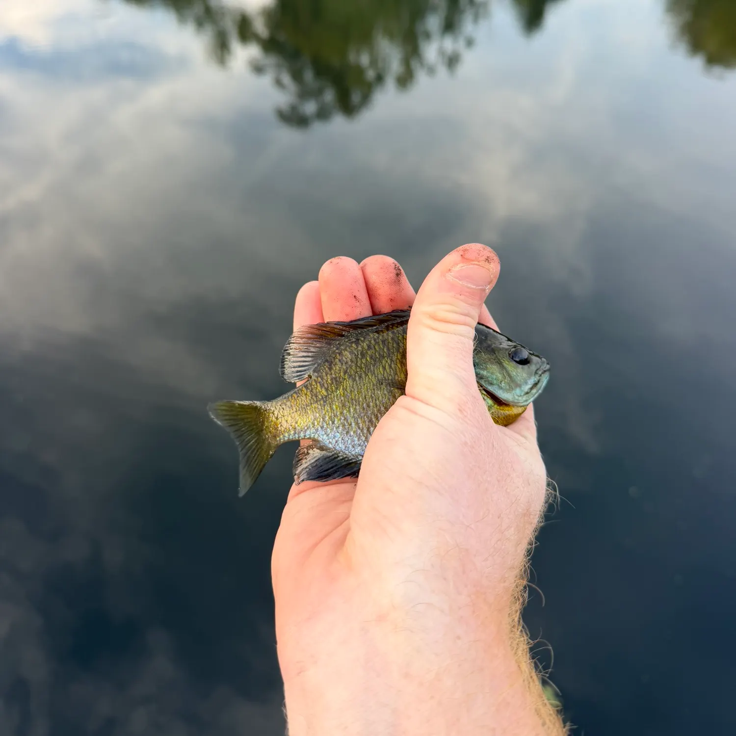 Bluegill caught on Fishbrain