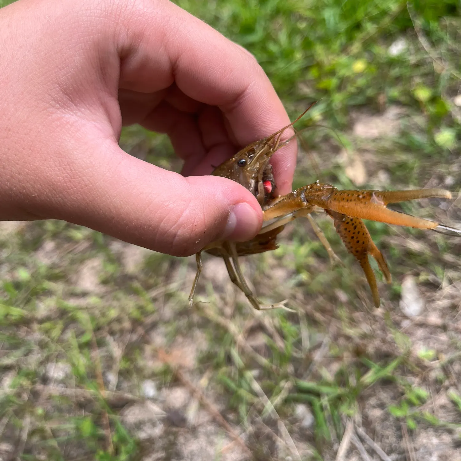 The most recent White River crayfish catches on Fishbrain