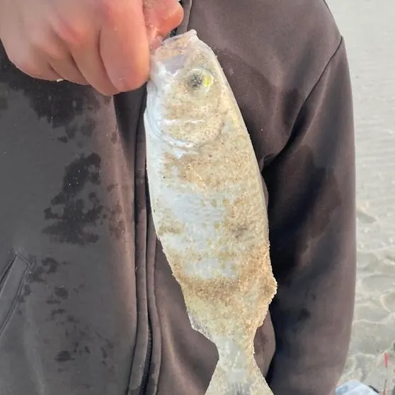 The most recent Australian ruff catches on Fishbrain