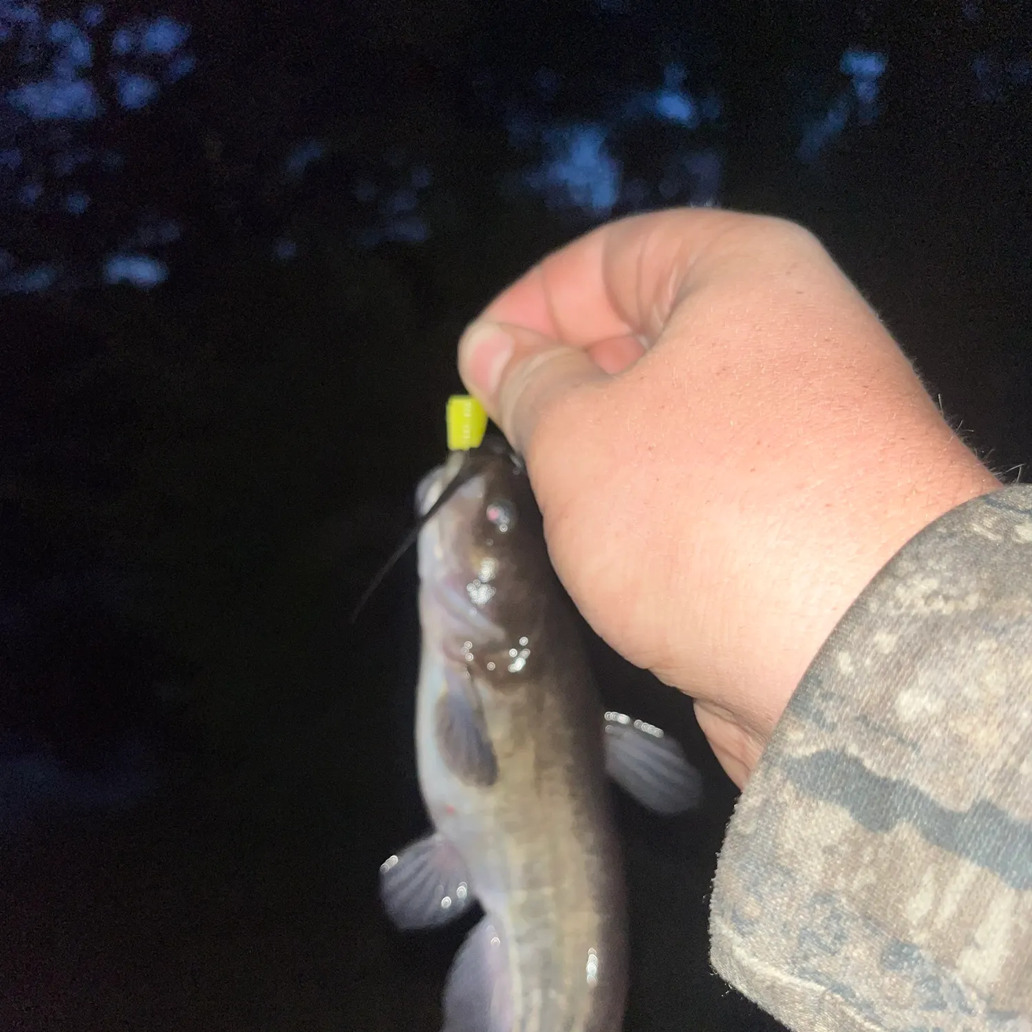 Black bullhead caught on Fishbrain