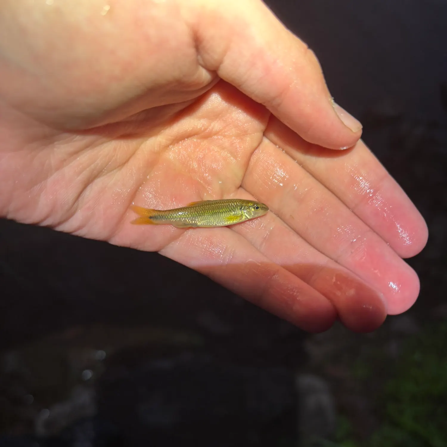 The most recent River chub catches on Fishbrain