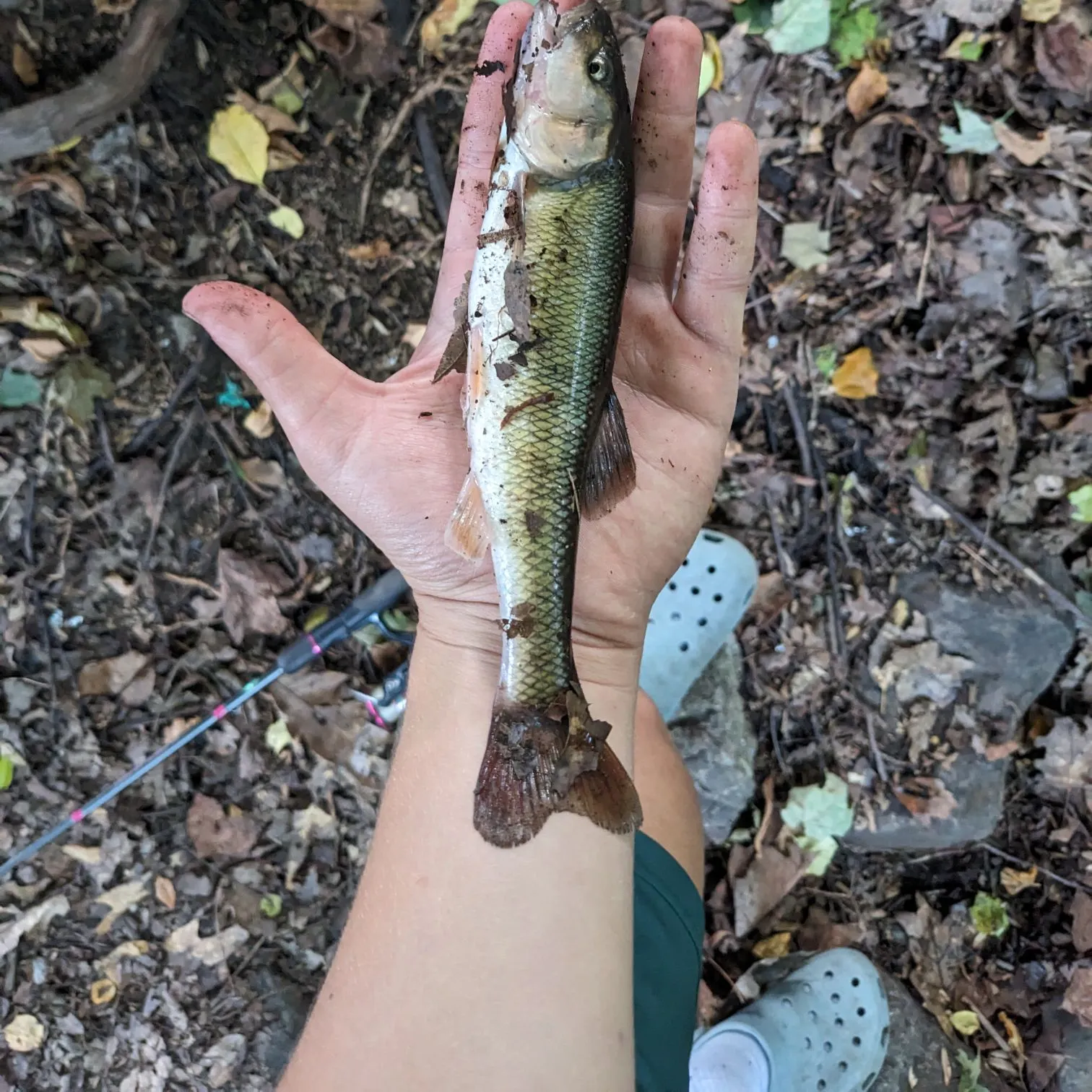 Creek chub caught on Fishbrain