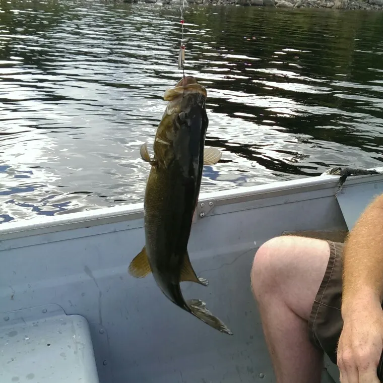 Smallmouth bass caught on Fishbrain