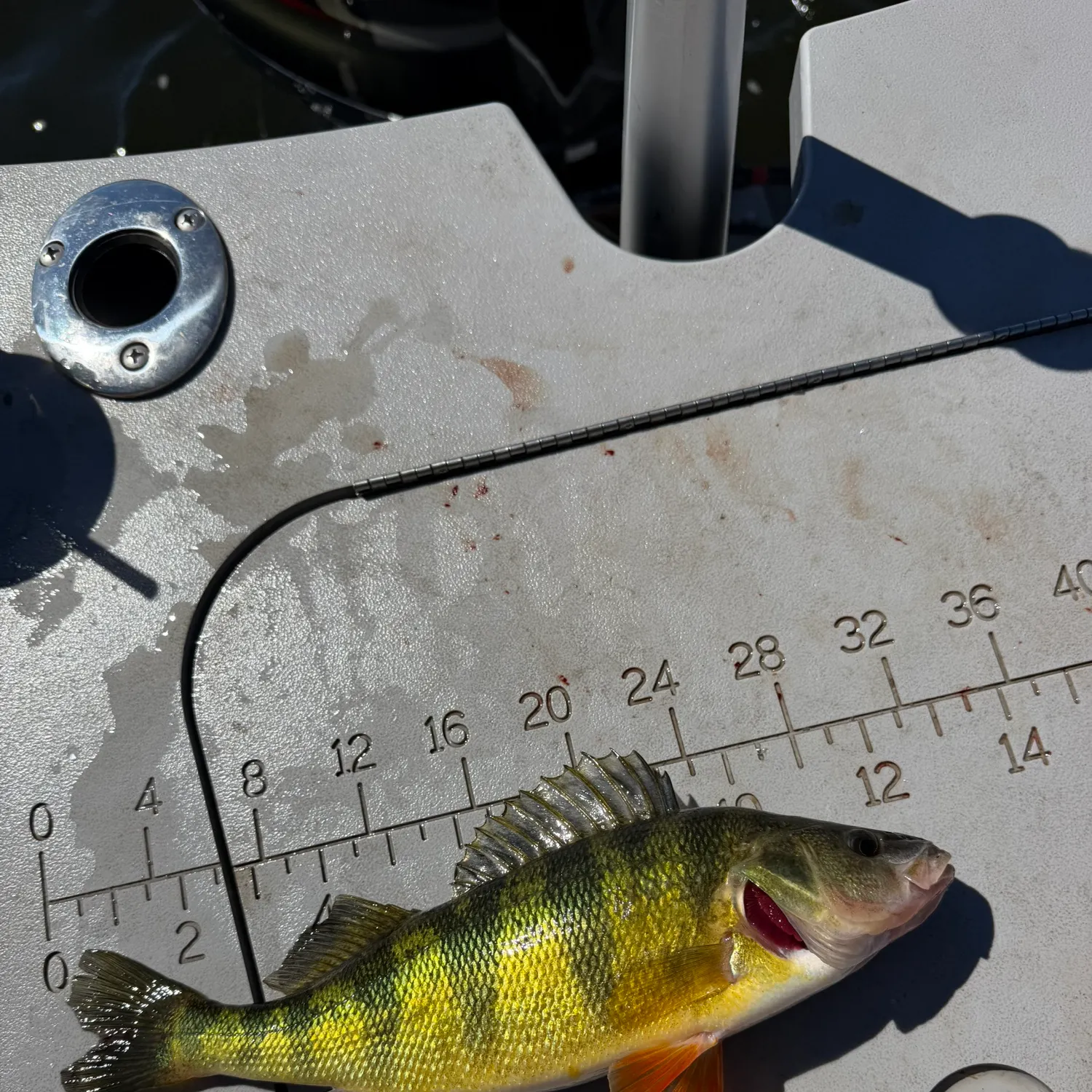 Yellow perch caught on Fishbrain