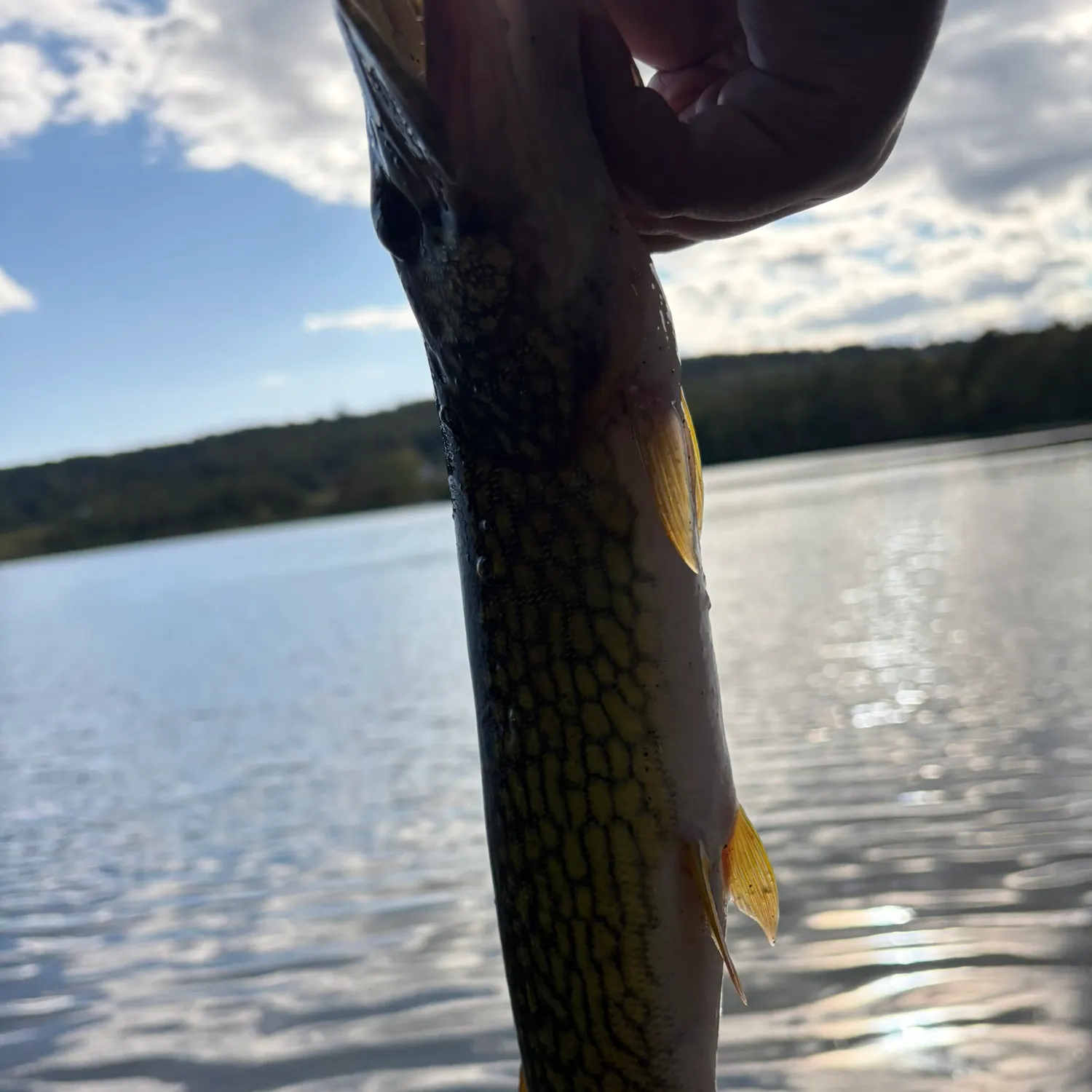Chain pickerel caught on Fishbrain