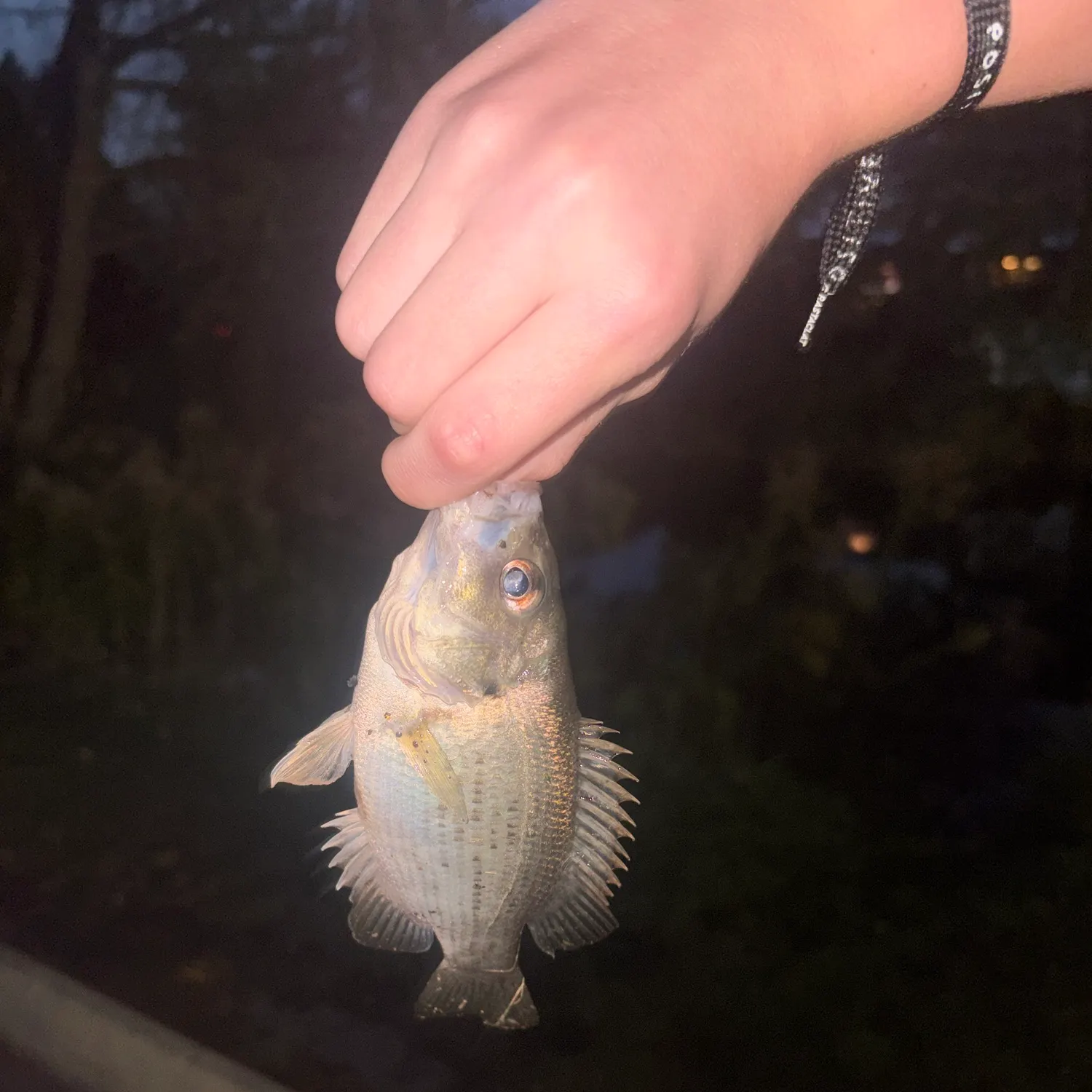 Rock bass caught on Fishbrain