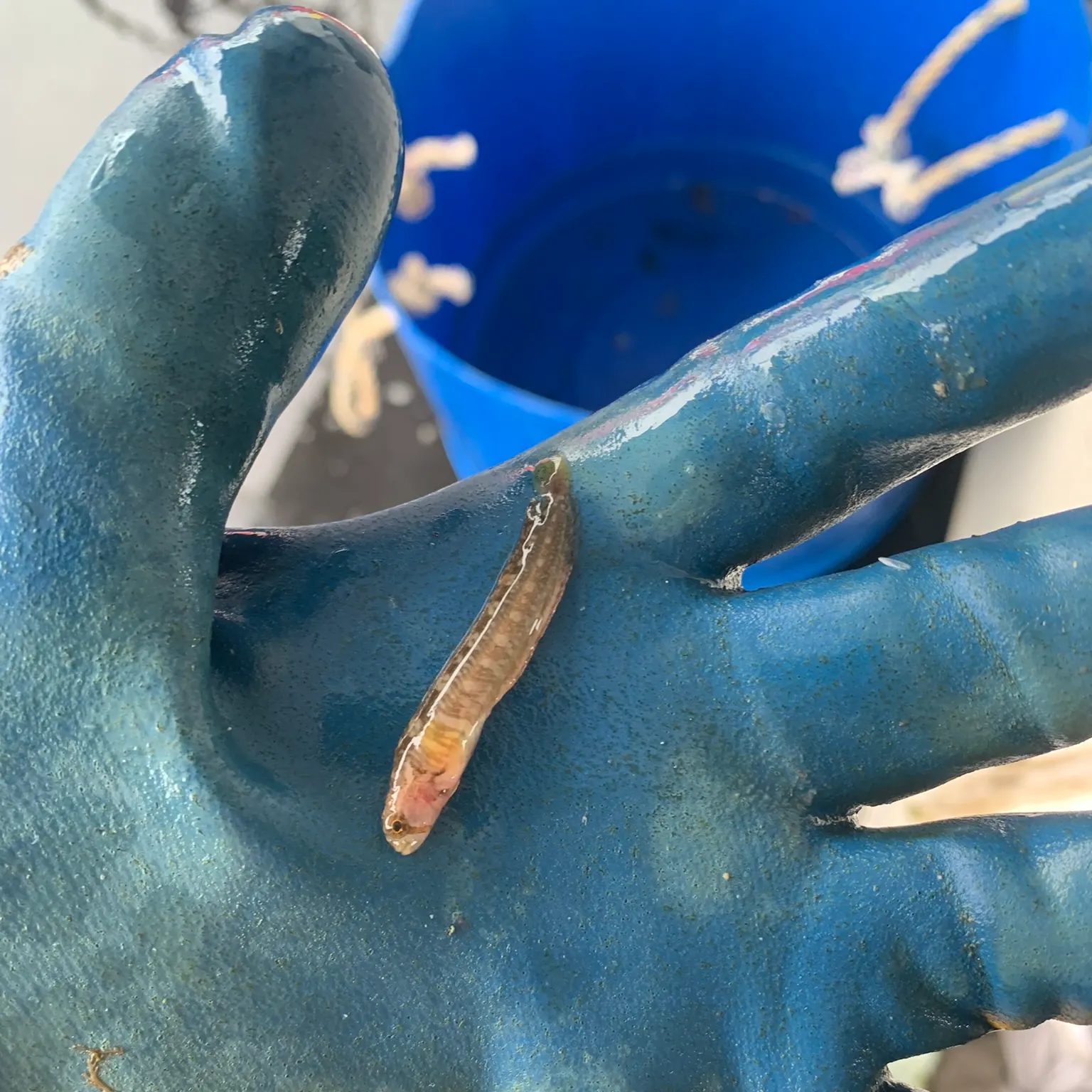 The most recent Lesser weever catches on Fishbrain