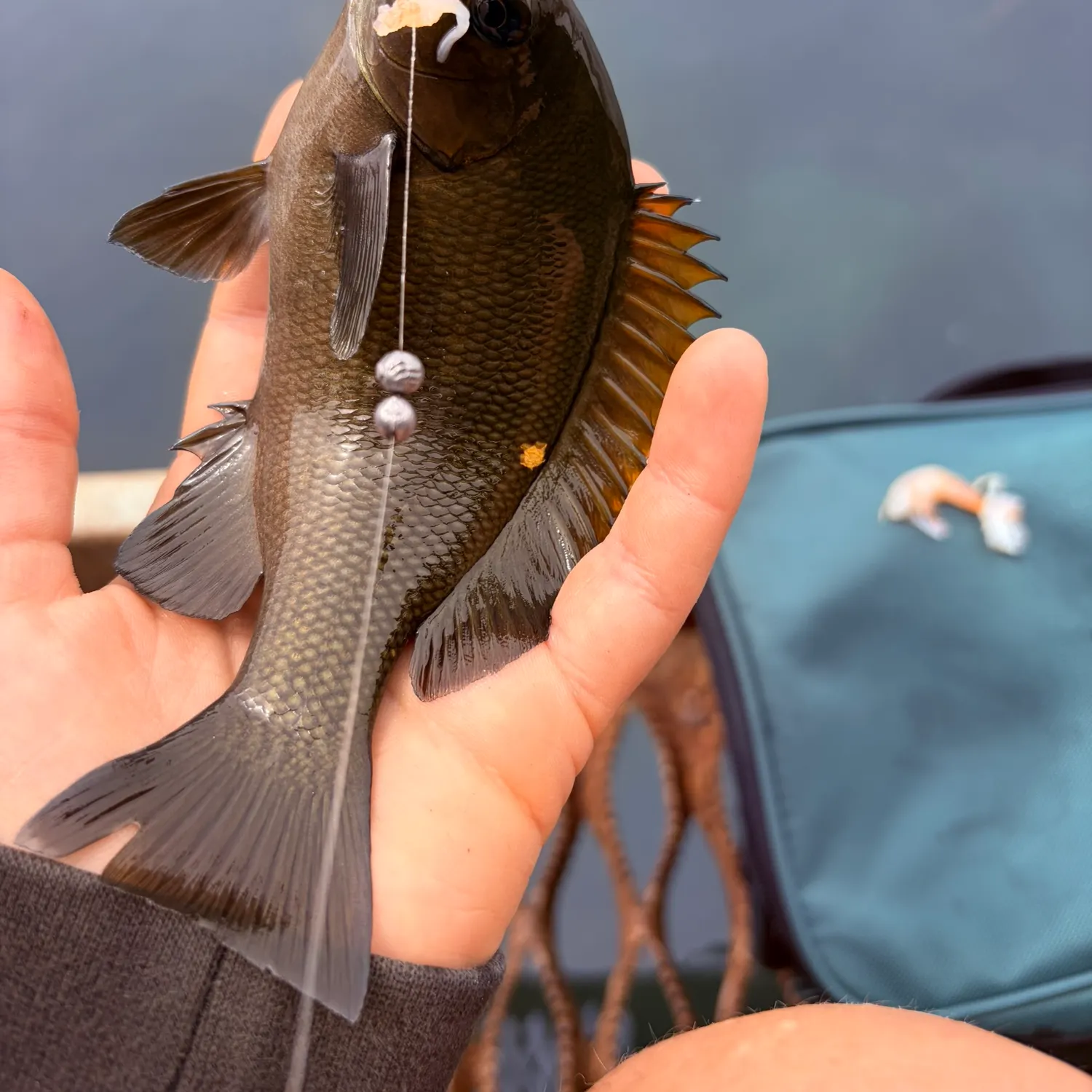 The most recent Opaleye catches on Fishbrain