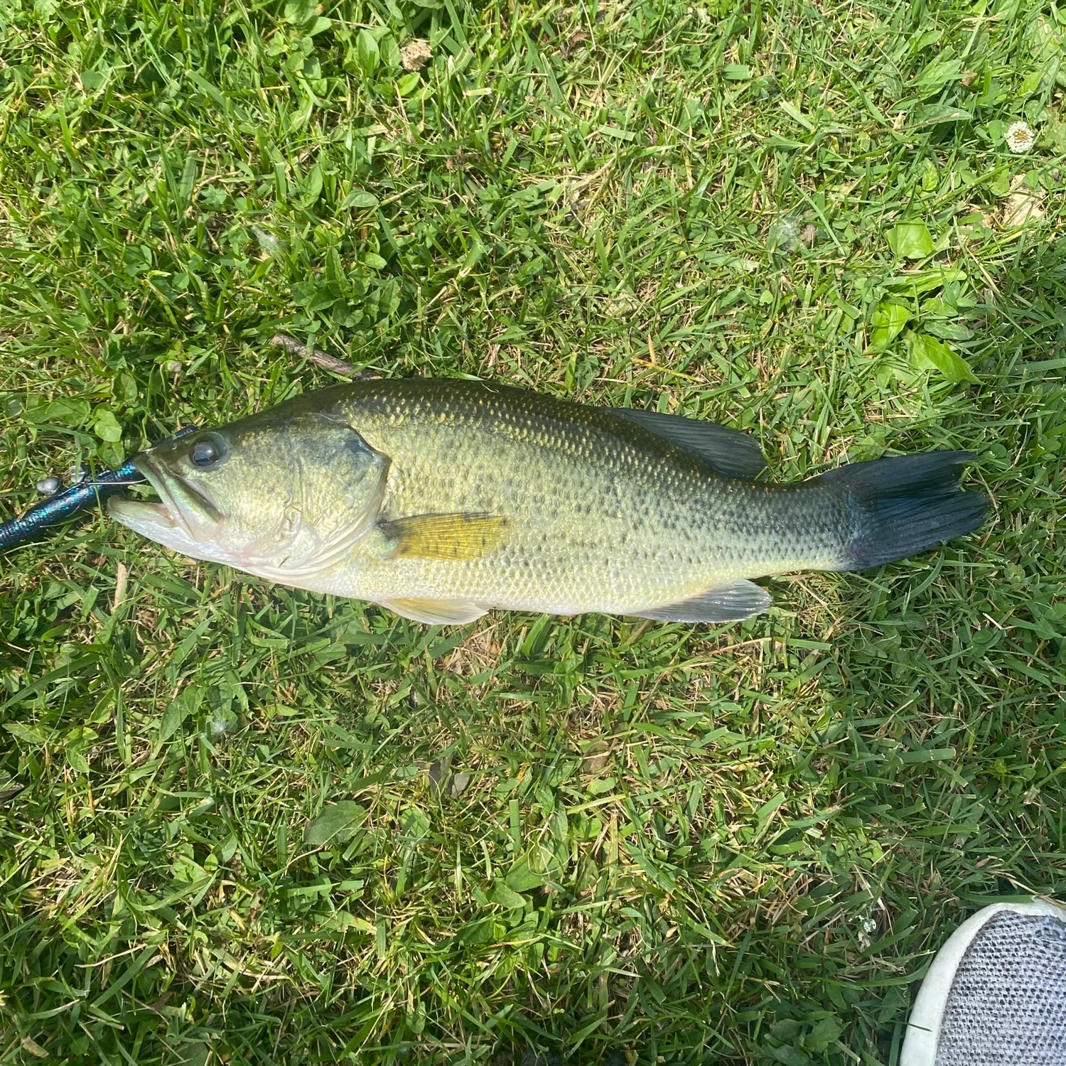 angler catch