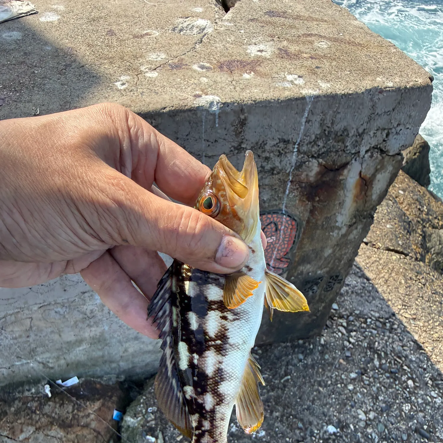 Kelp bass caught on Fishbrain