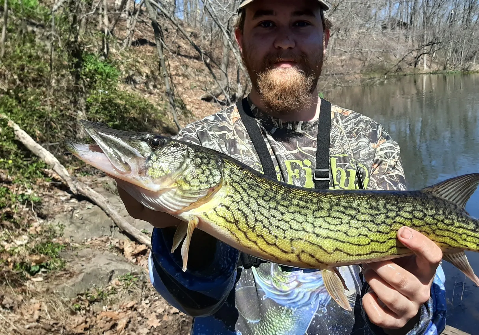 Chain pickerel