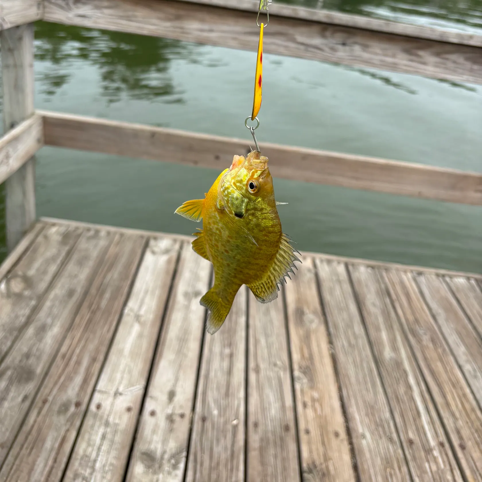 The most recent Warmouth catches on Fishbrain
