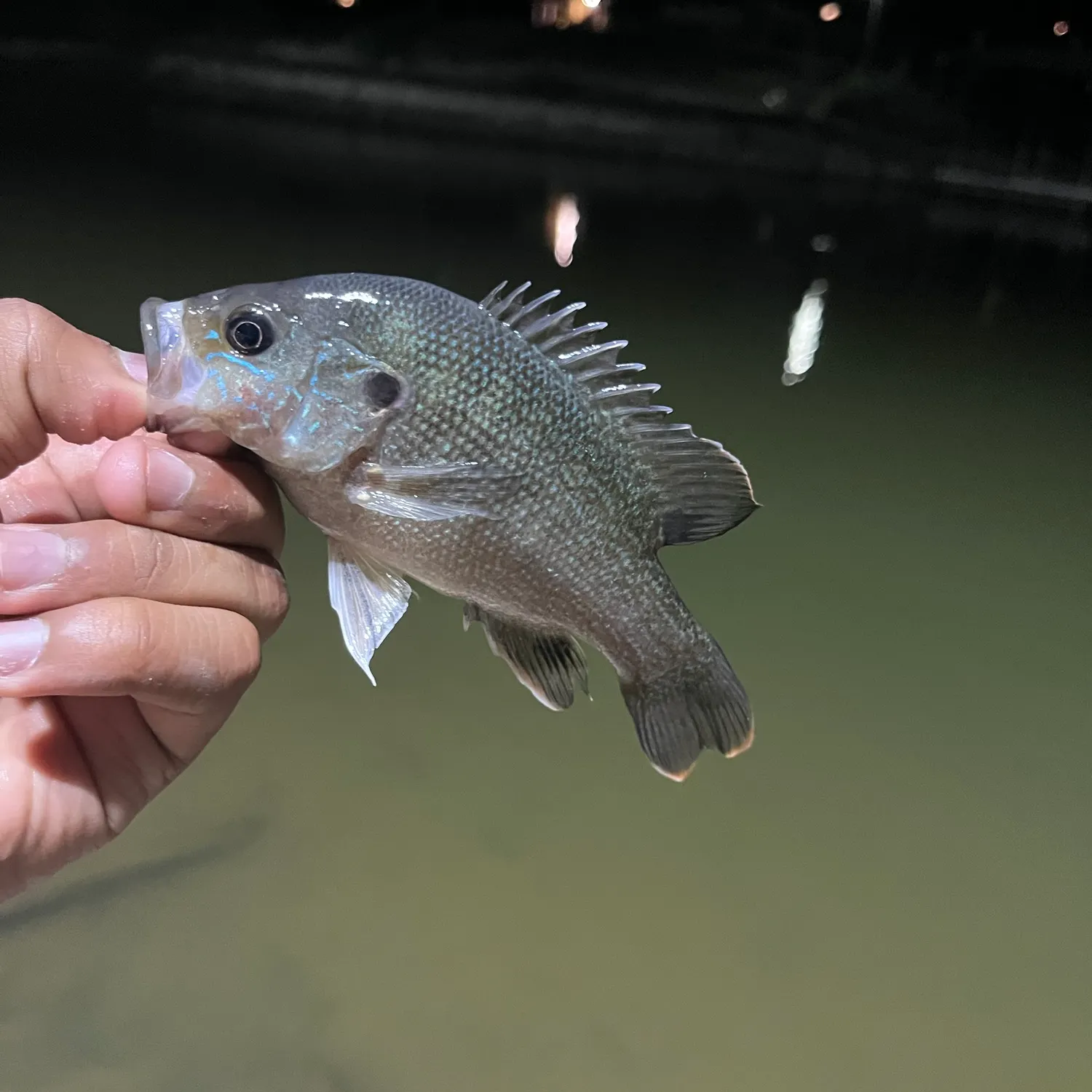 Green sunfish caught on Fishbrain
