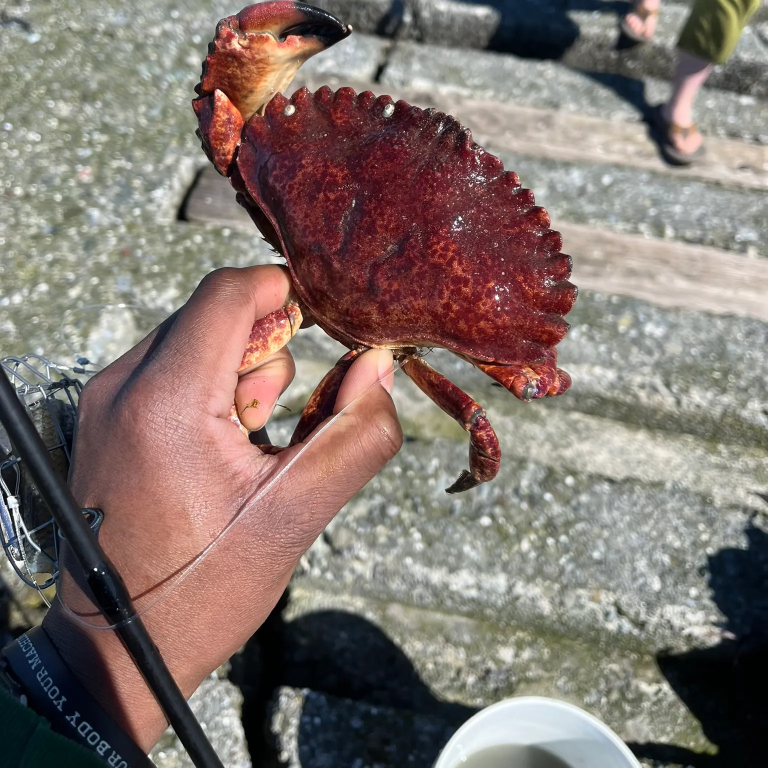 The most recent Red rock crab catches on Fishbrain