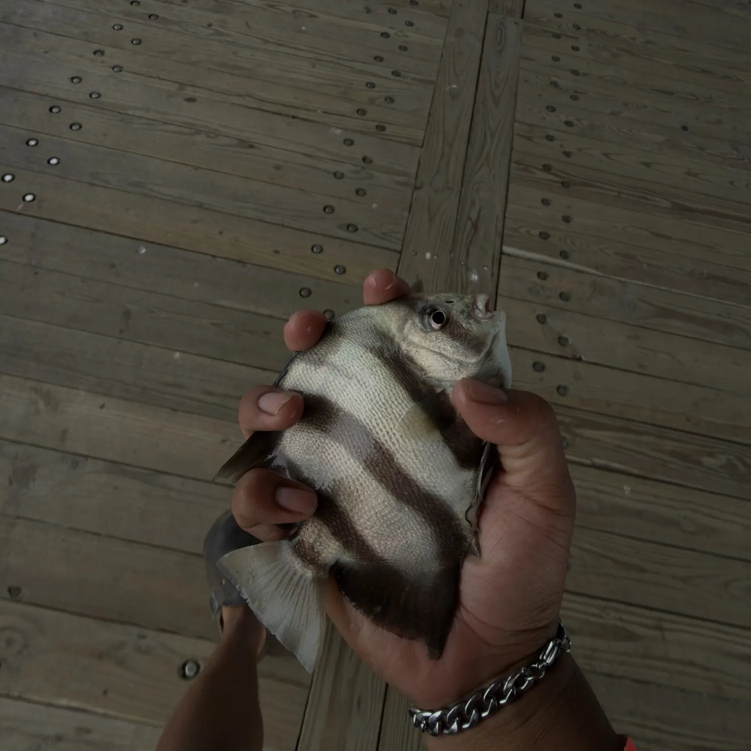 The most recent Atlantic spadefish catches on Fishbrain