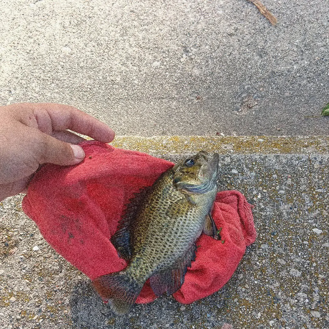 The most recent Roanoke bass catches on Fishbrain