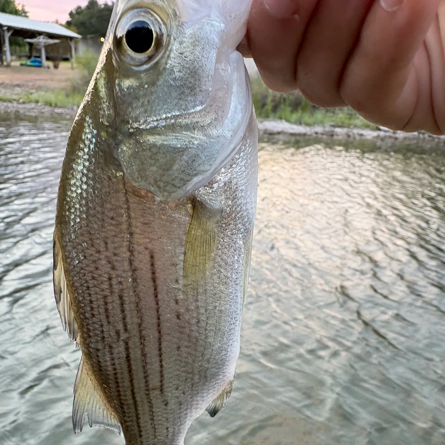 White bass caught on Fishbrain