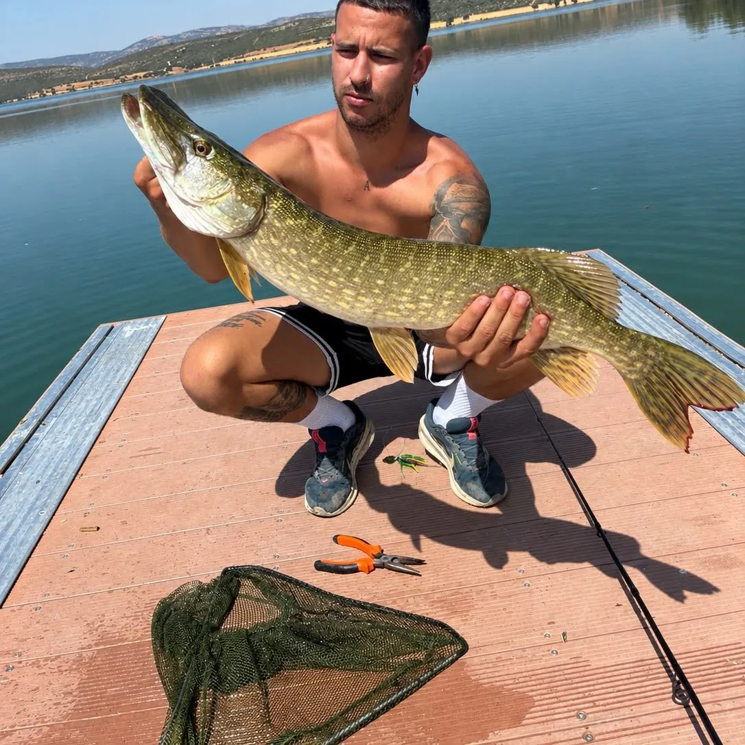 Northern pike caught on Fishbrain