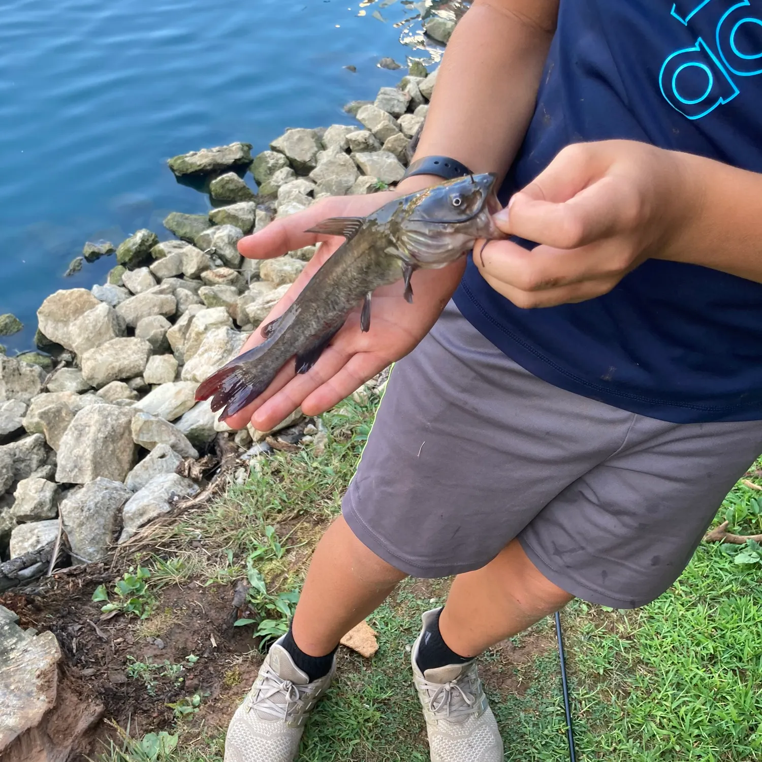 Brown bullhead caught on Fishbrain